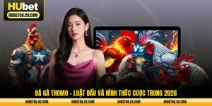 đá gà thomo luật đấu và hình thức cược trong 2026